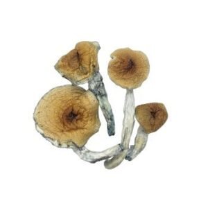 McKennaii Psilocybin Cubensis