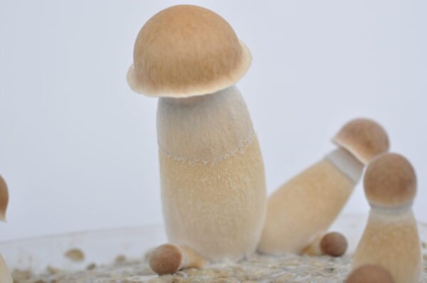 penis envy mushroom spores