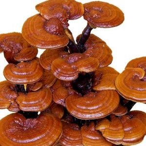 Reishi Mushroom For Sale USA