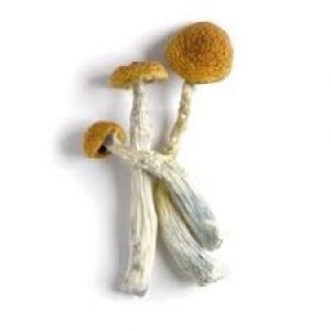 Amazonian Cubensis