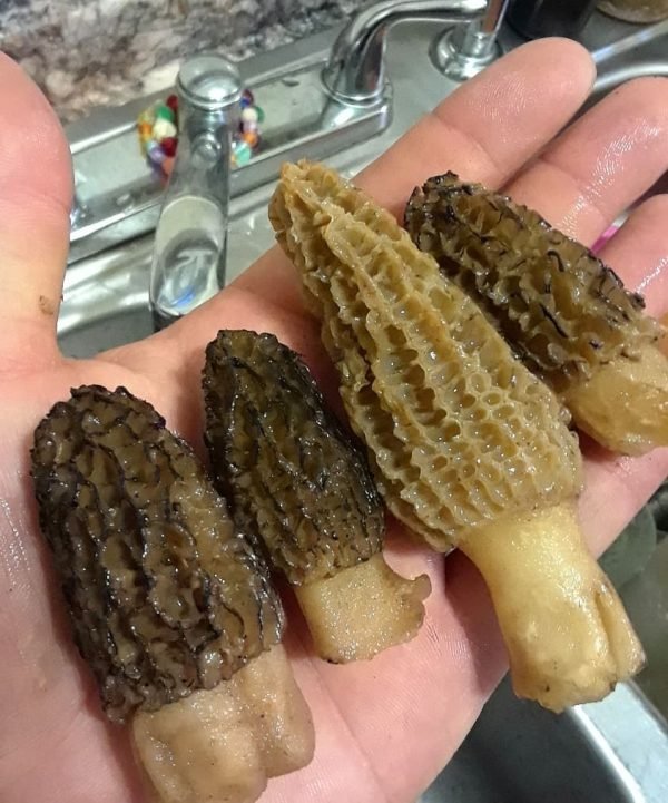 Morel Mushrooms For Sale